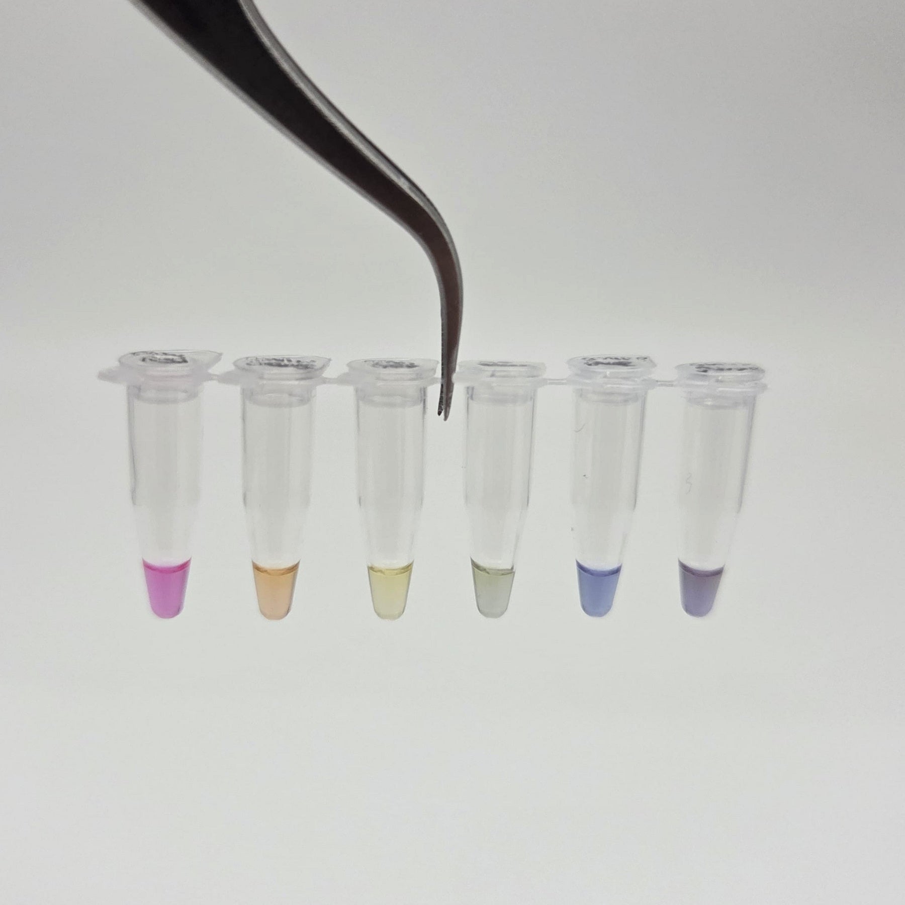 Figure 4 fluorescent protein expression samples