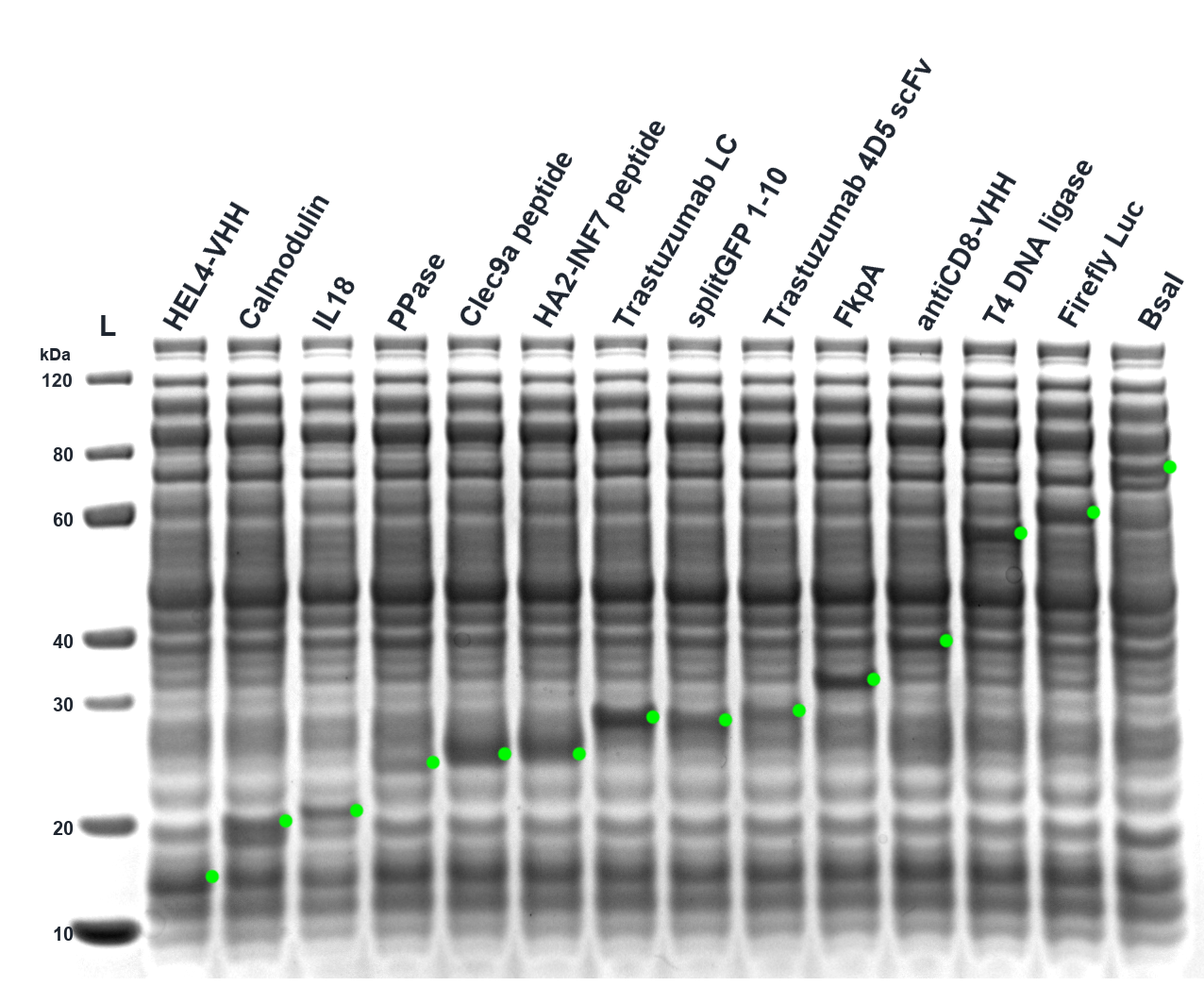 Figure 5 SDS-PAGE expression breadth panel